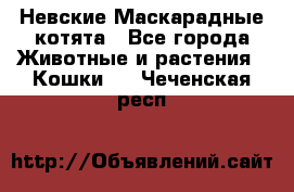 Невские Маскарадные котята - Все города Животные и растения » Кошки   . Чеченская респ.